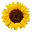 Icône Tournesol